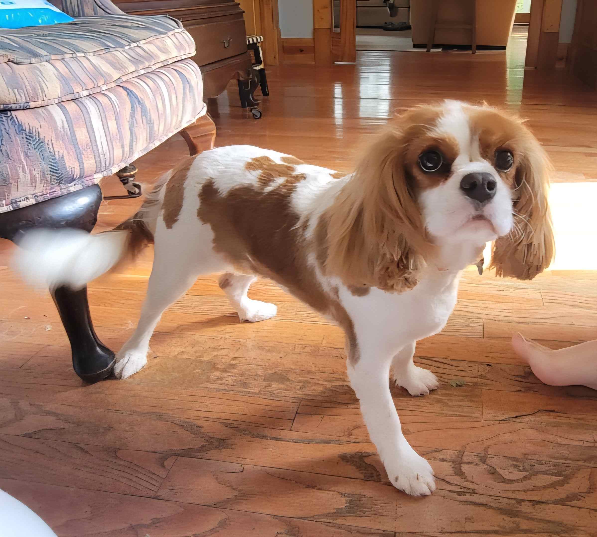 2025-07-22 Bingley puppy cut.jpg